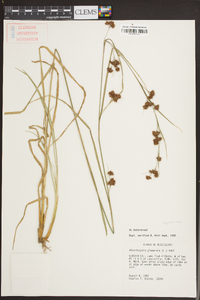 Rhynchospora glomerata image