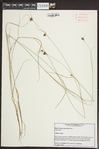 Rhynchospora gracilenta image