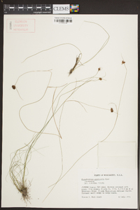 Rhynchospora gracilenta image