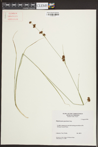 Rhynchospora gracilenta image