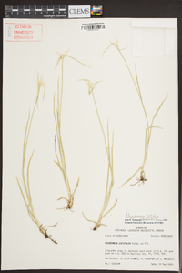 Rhynchospora latifolia image