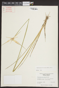 Dichromena latifolia image