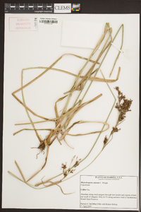 Rhynchospora odorata image