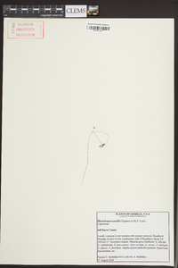 Rhynchospora pusilla image