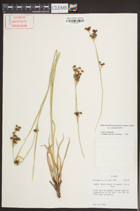 Rhynchospora globularis var. recognita image