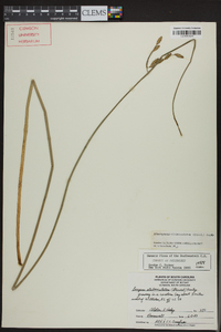 Schoenoplectus etuberculatus image