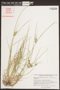 Cyperus retrorsus var. retrorsus image