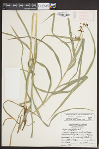 Scirpus polyphyllus image