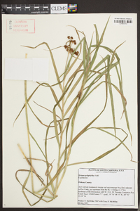 Scirpus polyphyllus image