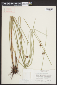 Scleria baldwinii image