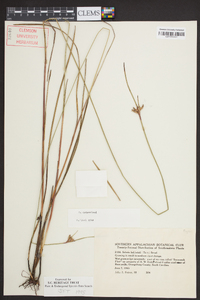 Scleria baldwinii image