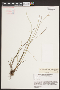 Scleria ciliata var. glabra image