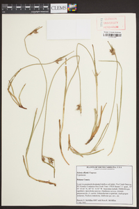 Scleria elliottii image