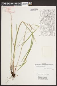 Scleria oligantha image