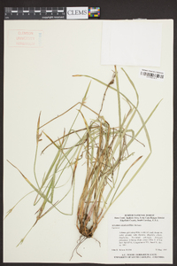 Scleria oligantha image