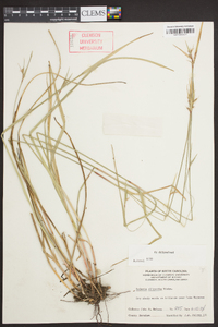 Scleria oligantha image