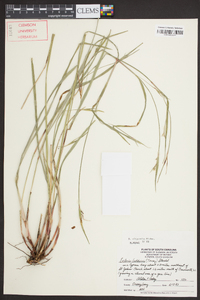 Scleria oligantha image