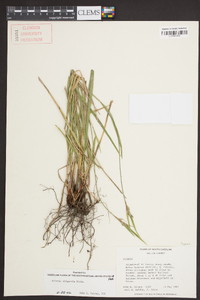 Scleria oligantha image