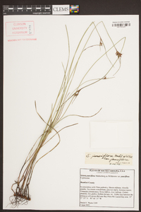 Scleria pauciflora image