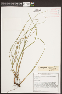 Scleria pauciflora var. caroliniana image
