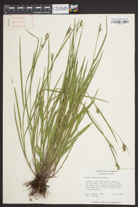 Scleria reticularis image