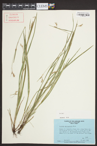 Scleria reticularis image