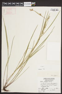 Scleria reticularis image