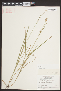 Scleria reticularis image