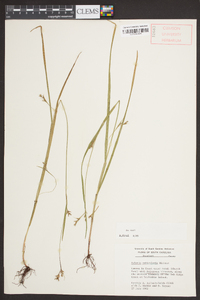 Scleria reticularis image