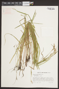 Scleria reticularis image