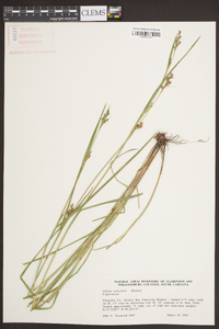 Scleria reticularis image