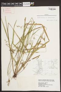 Scleria reticularis image