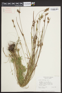 Scleria reticularis image