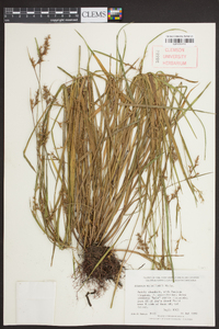 Scleria reticularis image