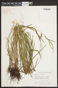 Scleria reticularis image