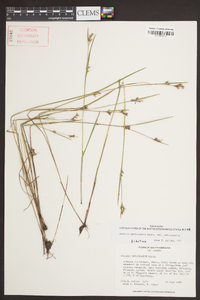 Scleria reticularis image