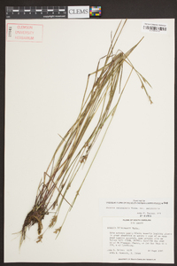 Scleria reticularis image