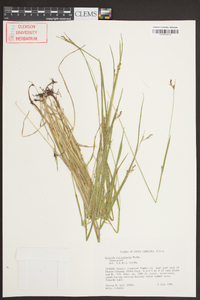 Scleria reticularis image