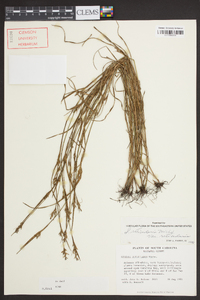 Scleria reticularis image