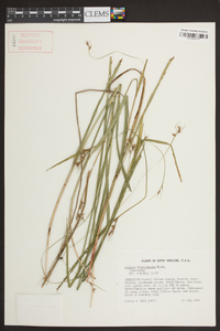 Scleria triglomerata image