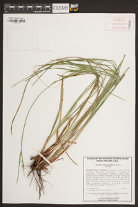 Scleria triglomerata image