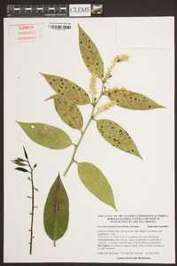 Leucothoe fontanesiana image