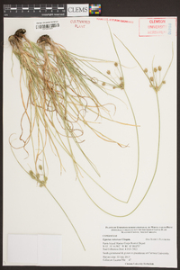 Cyperus retrorsus image