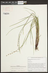 Scleria verticillata image