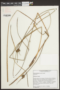 Scleria baldwinii image