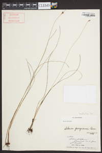 Scleria georgiana image