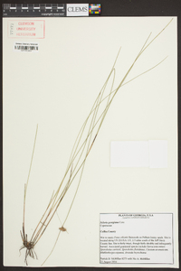 Scleria georgiana image