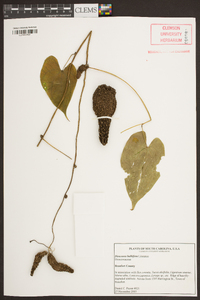 Dioscorea bulbifera image