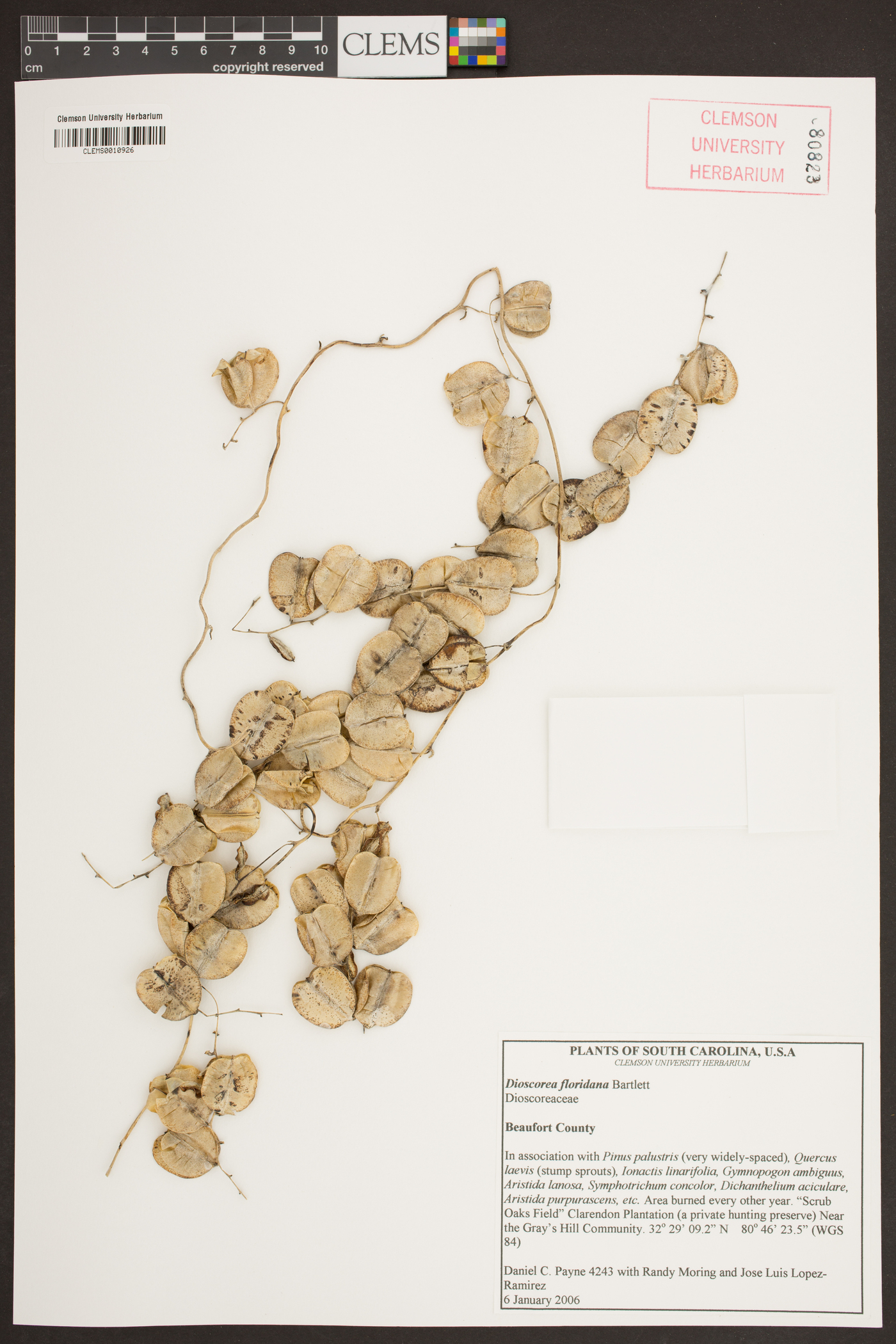 Dioscorea floridana image