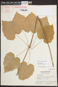Dioscorea floridana image